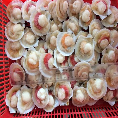 Frozen Scallops With Roe Onchina Price Supplier 21food