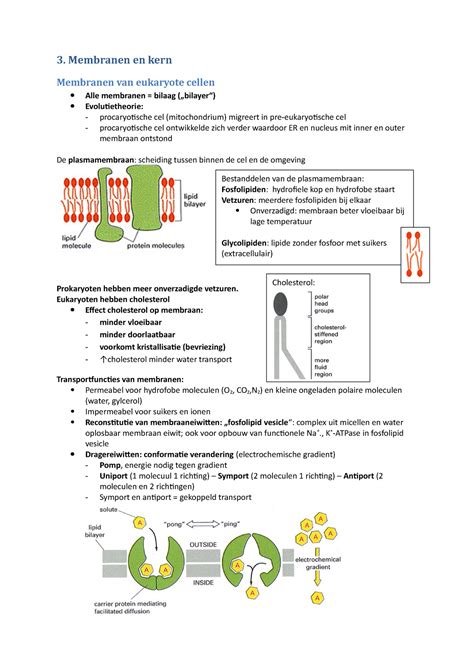 Membranen En De Kern Samenvatting Celbiologie Bfw 3 Membranen En