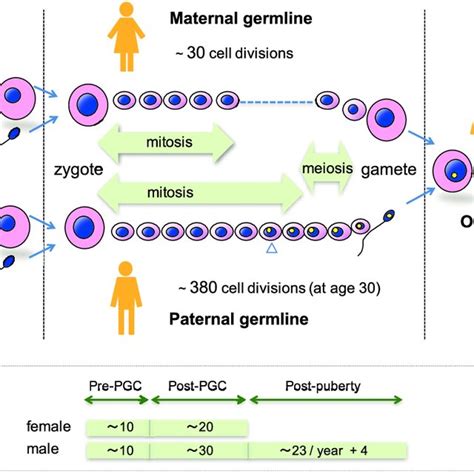 Human Germ Cell Lineage De Novo Germline Mutations Occur When Female