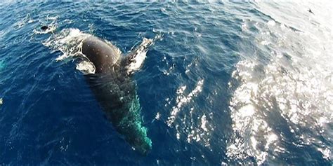 Pod Of Humpback Whales And Batanes Underwater On Born To Be Wild