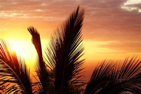 3872x2592 Palm Tree Branch Sunset Sky Wallpaper Coolwallpapersme