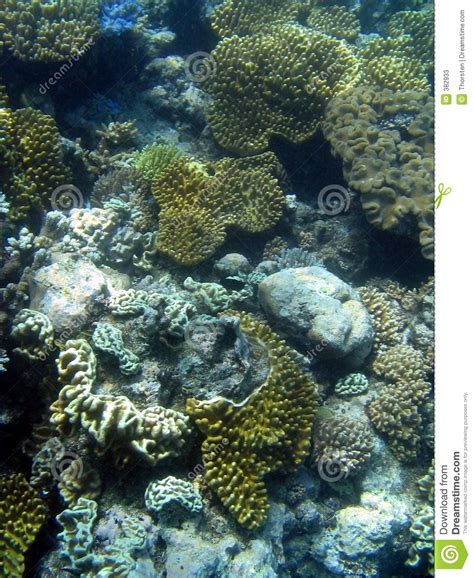 Great Barrier Reef Underwater Stock Photos Image 382933