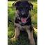 German Shepherd Puppies For Sale  Knightstown IN 306090