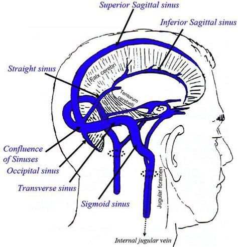 Image Result For Sigmoid Sinus Anatomy And Physiology Brain Issues