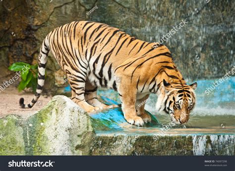 Tiger Drinking Water Stock Photo 74097298 Shutterstock