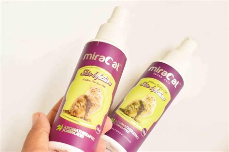 Sesungguhnya batu karang boleh dirawat secara perubatan atau dengan mengambil batu karang ubat. Ubat Batu Karang Kucing - Rawatan r