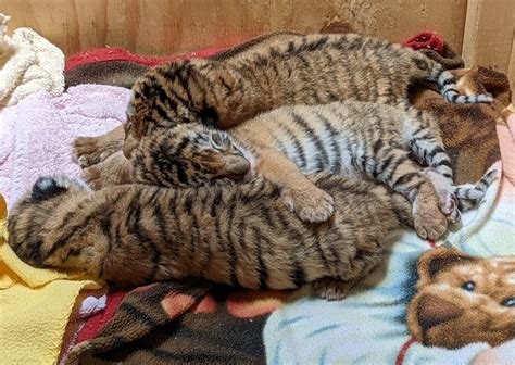 Three Tiger Cubs Born At The Indianapolis Zoo