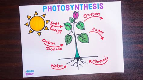 How To Draw Photosynthesis Labeled Diagram Step By Step Tutorial