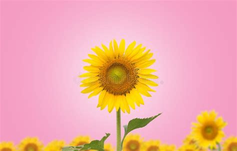 Sunflower On Pink Background Stock Image Image Of Garden Circle