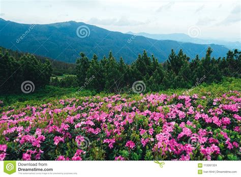 Magic Pink Rhododendron Stock Photo Image Of Nature 113261324