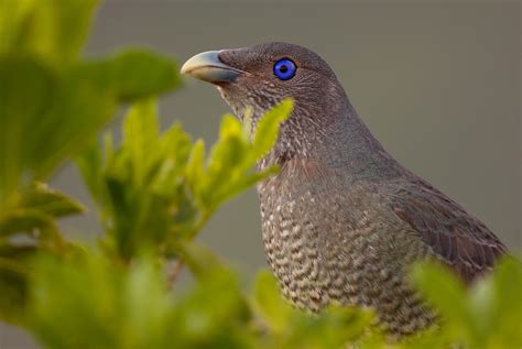 Female Satin Bowerbird Sean Crane Photography