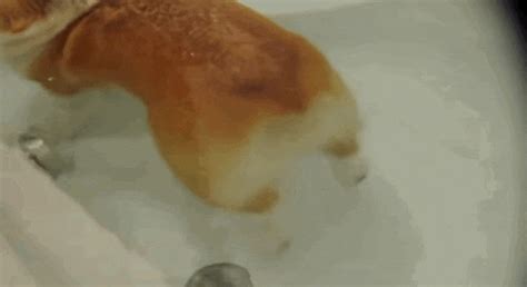 stubborn corgi butt can t stop floating in the bathtub