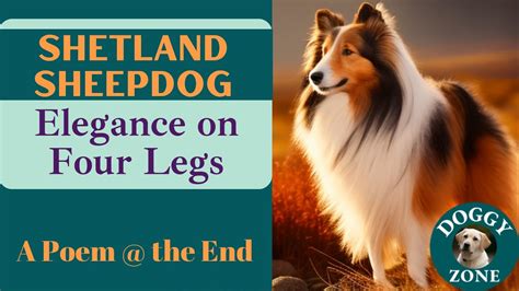 Shetland Sheepdog Everything You Need To Know About This Beloved Dog