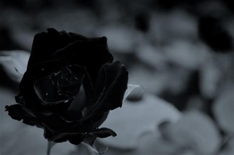 Restaurante rosa negra, cocina latinoamericana, bebidas y cócteles artesanales, vinos, dj, shows y rosa negra restaurant, es un espacio que irradia libertad, un tributo a la cocina latinoamericana. Significado e historia de la rosa negra