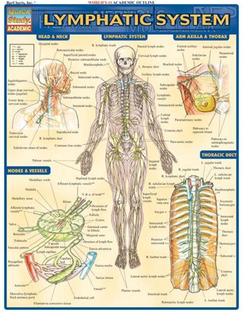 Lymphatic System Lymphatic System Anatomy Lymphatic System Lymph