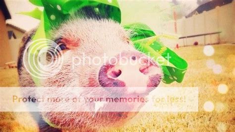 Meet Penelope Popcorn The Most Fashionable Pig On The Internet