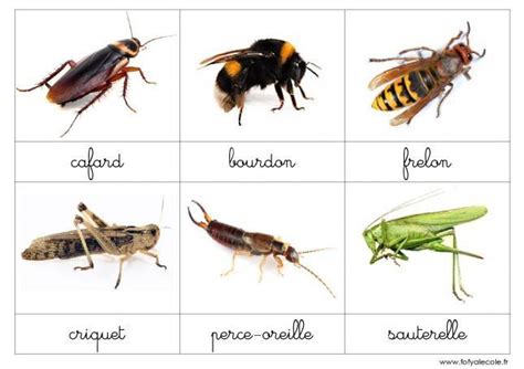 Nomenclature Les Insectes