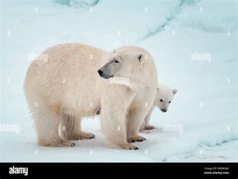 Mother Bear Protecting Cubs Hi Res Stock Photography And Images Alamy