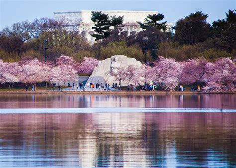 National Cherry Blossom Festival In Washington Dc — Lincoln Photography
