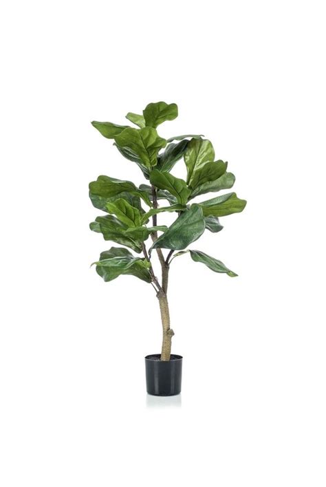 Single Stem Fiddle Leaf Tree