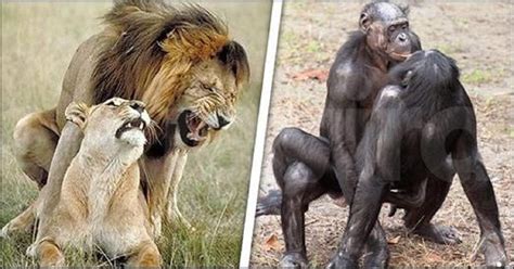 En lo que respecta a los animales superiores, el sistema de apareamiento especifica qué machos se aparean con qué hembras. MIRA COMO LO HACEN ESTOS 20 ANIMALES. SI LOS HOMBRES DURARAN COMO EL #19, LAS MUJERES - REMEDIOS ...