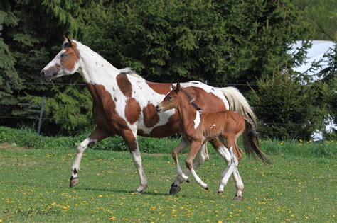 Mom And Foal American Paint Horse Horses Horse Painting