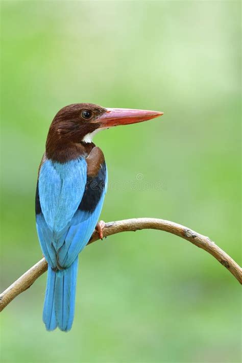 Fascinated Velvet Blue Bird With Brown Head And Bright Red Beaks