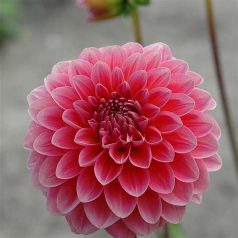 Our company has been supplying flowers from holland throughout the world for more than 20 years we are one of the largest traders and cooperate with all flower auctions in holland, as well as directly producers of flowers and greens. Pink Runner Dahlia Tubers | Florabundance Wholesale Flowers