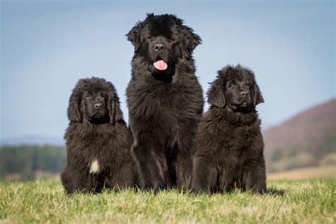 Photos Of Newfoundlands That Show Just How Massive These Dogs Really Are