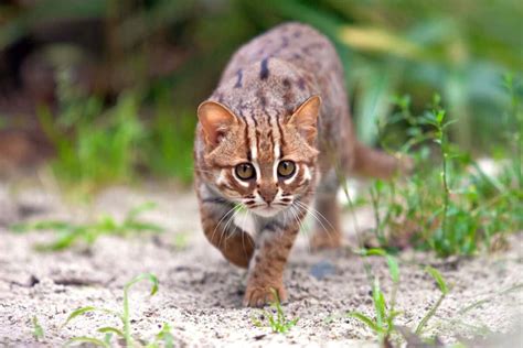 Rusty Spotted Cat Meet The Smallest Exotic Cat In The World