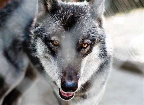 Canine Master Dogs And Their Relationship To Wolves