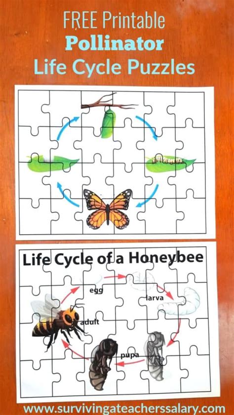 Free Bee And Butterfly Life Cycle Printables And Puzzles
