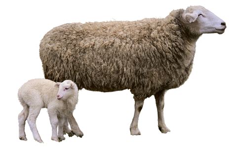 Sheep Lamb Animals Free Photo On Pixabay Pixabay