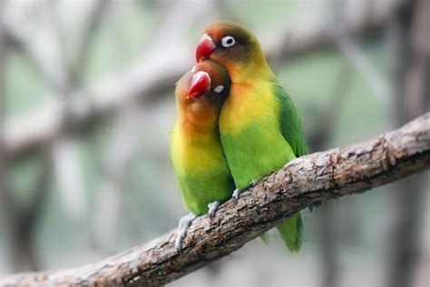 Lovebird Breeding Basics Explained