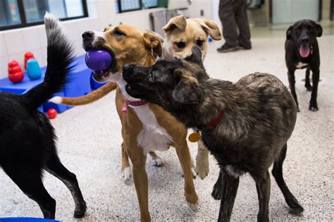 A New Breed Of Housing Humane Society Tests Group Habitat For Shelter