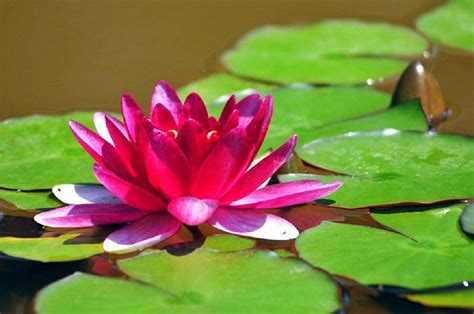 Gambar Bunga Teratai | Harian Nusantara