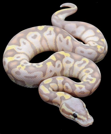 Banana Ball Python Wallpapers Wallpaper Cave