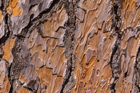 Texture Of Pine Tree Bark Stock Photo Image Of Color 93362694
