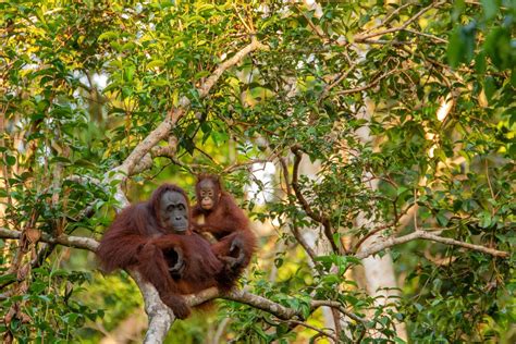 Fauna Asiatis Kenali Ciri Ciri Contoh Dan Konservasi Alamnya Di