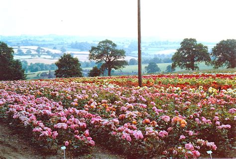 Rose Field Near Cannon Hall Near Barnsley The Roses Were Grown For A