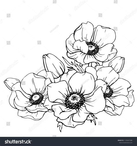 Image vectorielle de stock de Encre crayon fleurs d Anemone isolée