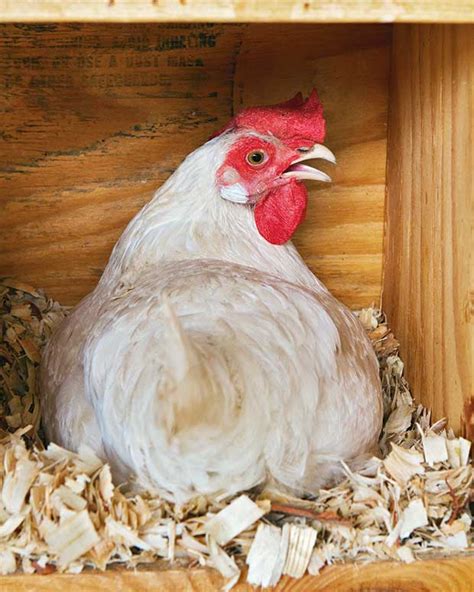 The Chicken Coop Of Your Hens Dreams Should Have These Features