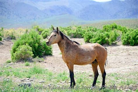 This horse would be suitable for kids, the horse has never bucked off the r. gorgeous buckskin | Wild mustangs, Horses, Equines