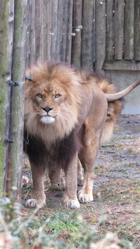 Bronx Zoo Lion Zoochat
