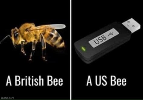 Us Bee Vs British Bee Imgflip