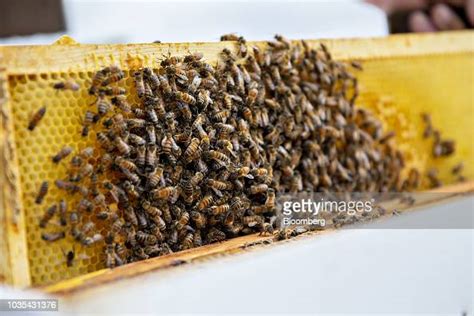 Russian Honey Bees Gather On A Frame From A Beehive In Merango News