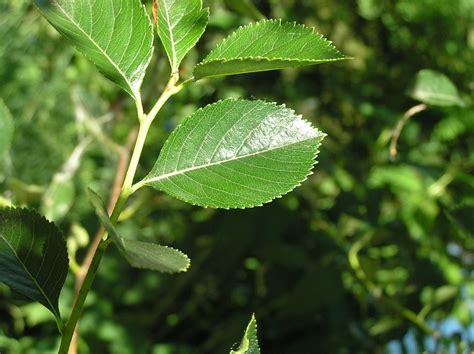 Thorn Trees Identification