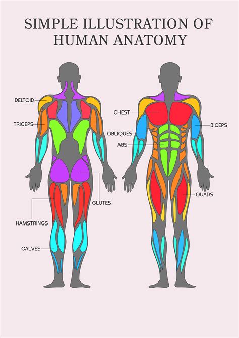 Simple Human Muscles Diagram Major Muscles Of The Human Body For Kids