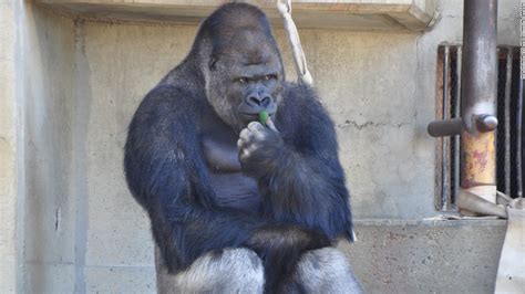 Surprisingly Handsome Male Gorilla Excites Women Cnn