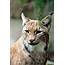 Picture Of Lynx Cat  Biological Science Directory – Pulpbitsnet